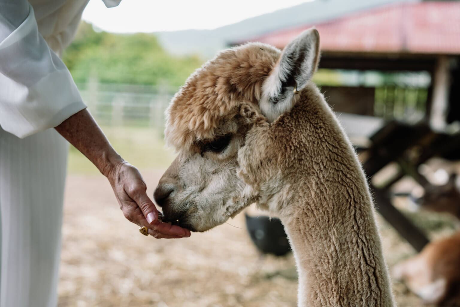 Alpacas and farm animals at Historic Rivermill