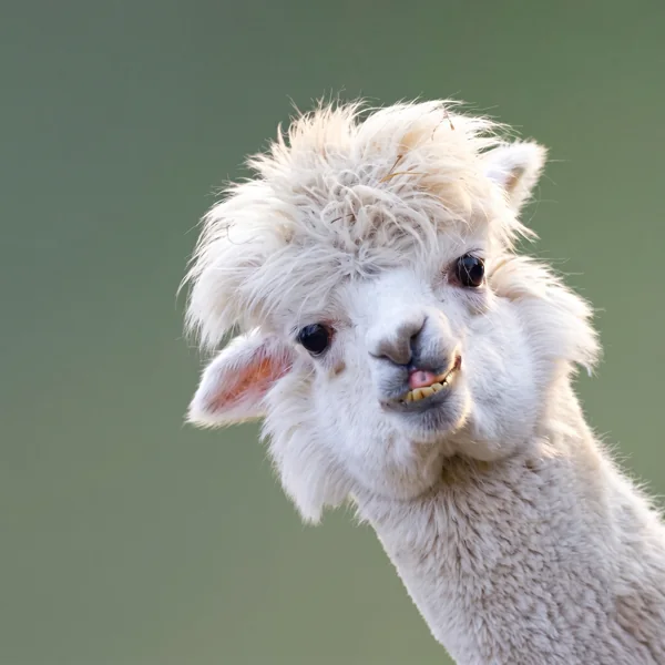 Alpaca