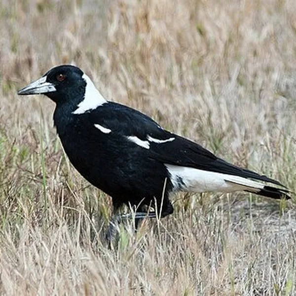 Black-backed Australian magpie