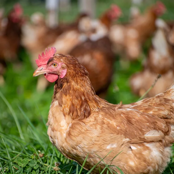Chicken
