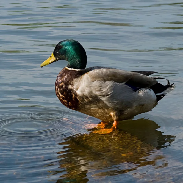 Duck