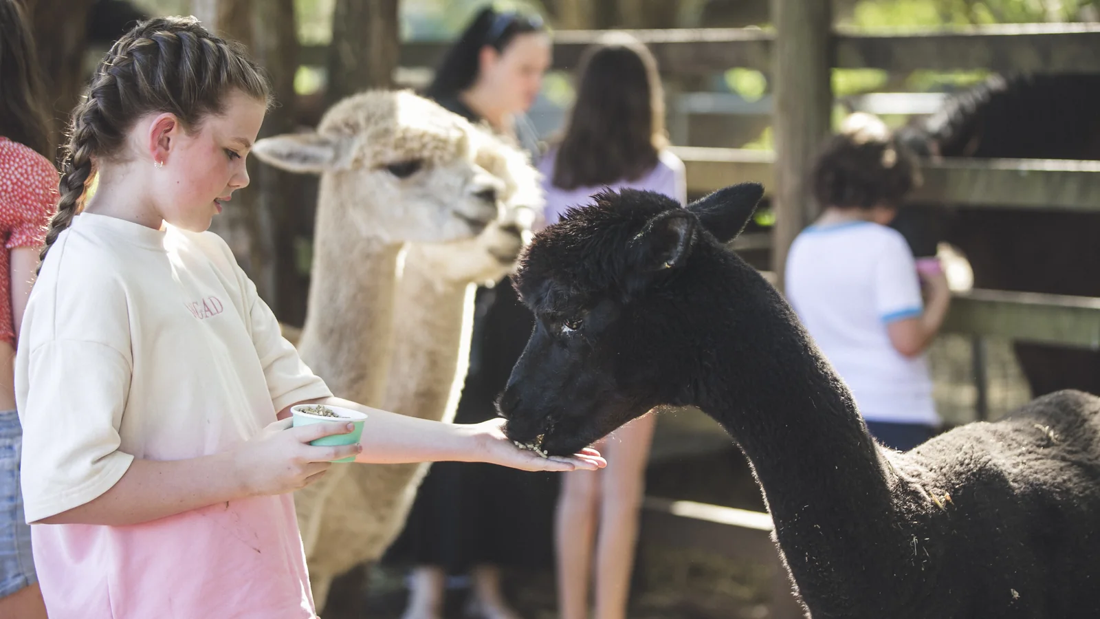 A girl hand-feeding a friendly alpaca from a cup at Historic Rivermill