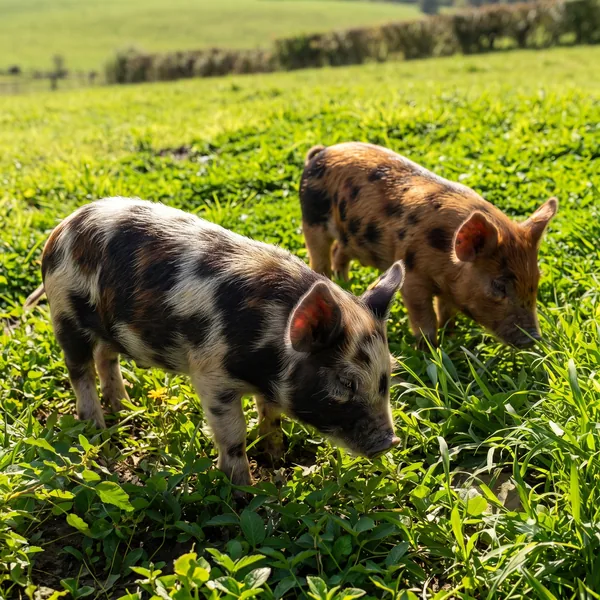 Piglets grazing at Historic Rivermill