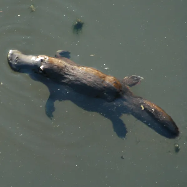 Platypus
