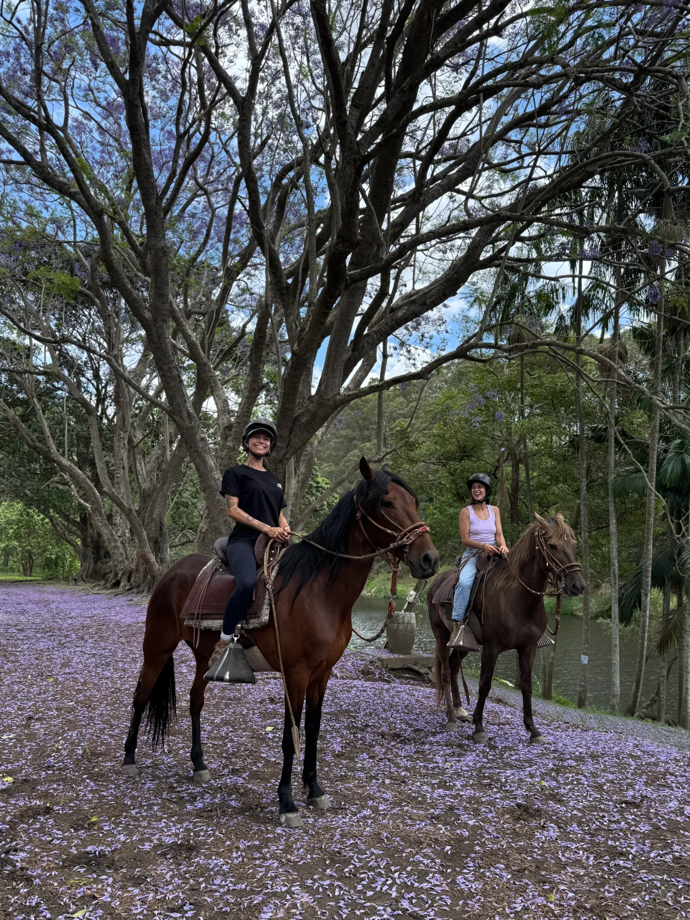 Two riders on Paso horses under jacaranda blossoms beside the river