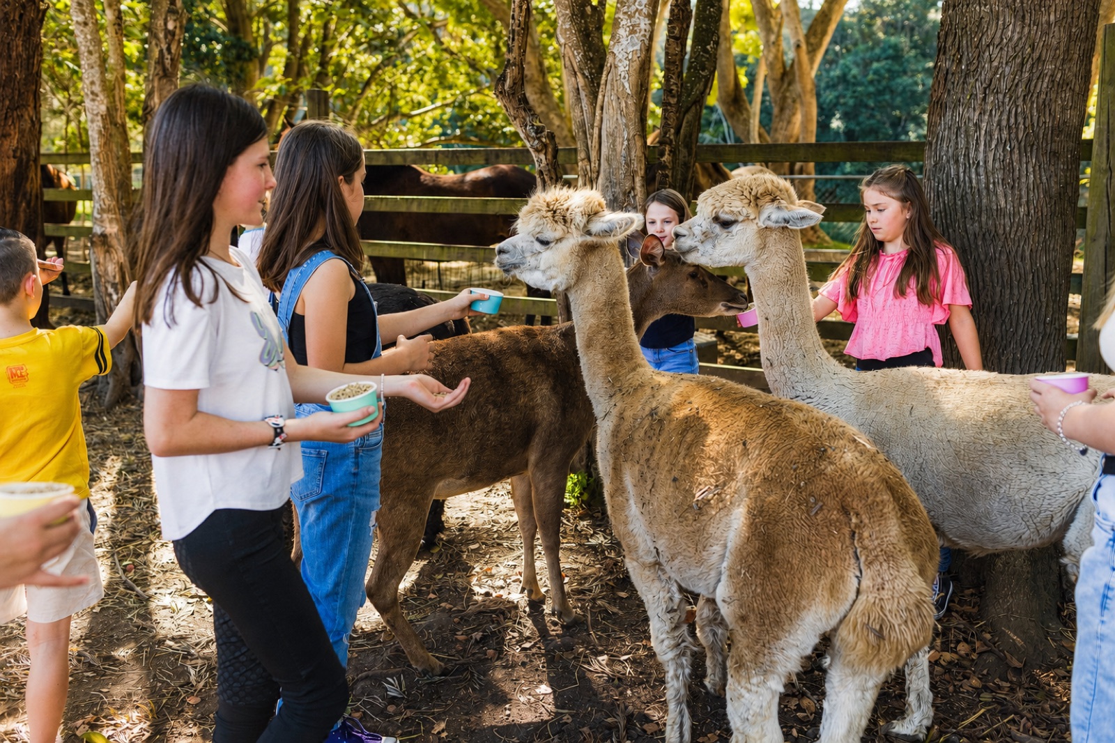 A group of children hand-feeding the alpacas from cups among the trees at Historic Rivermill