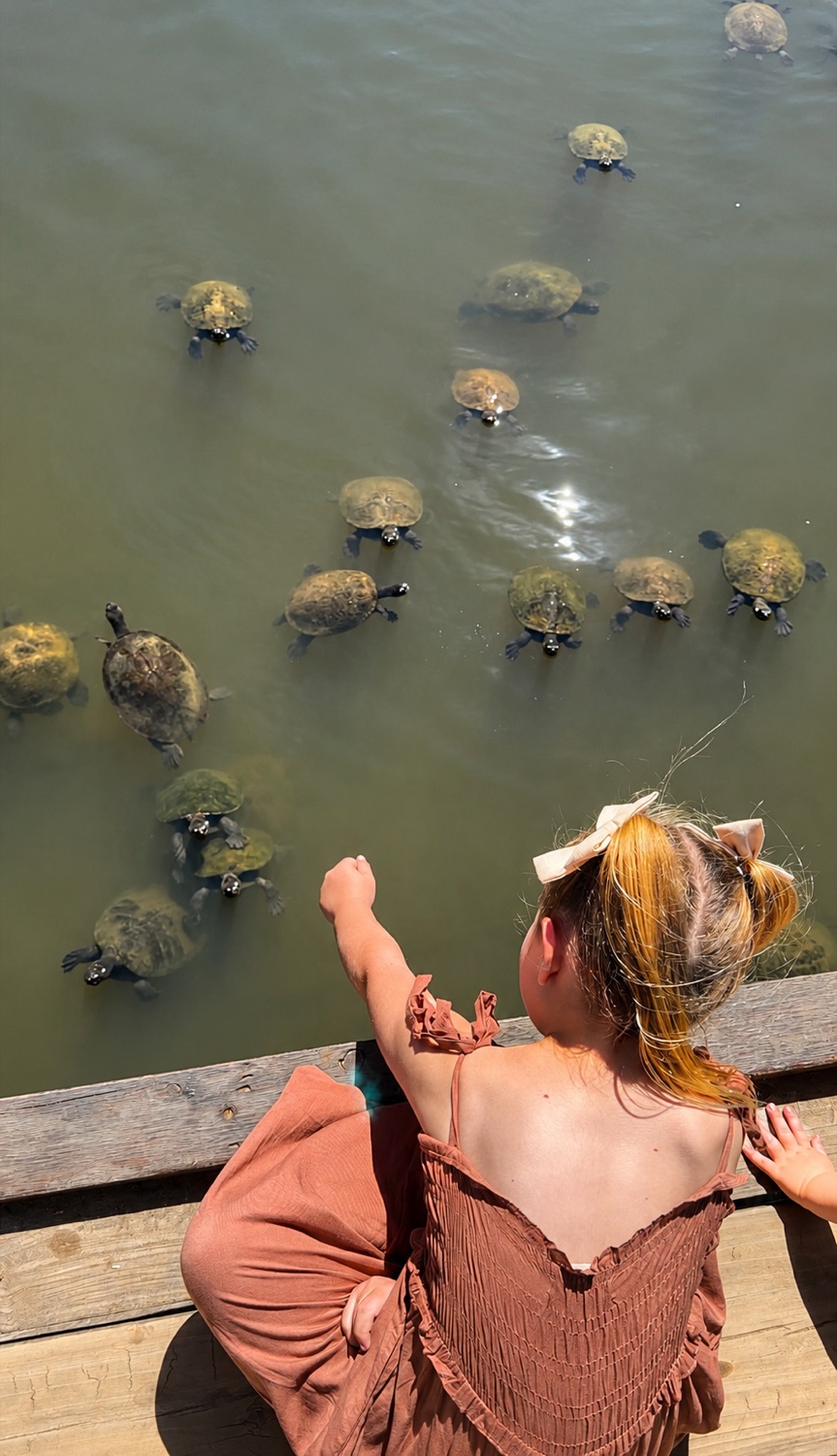 A girl on the jetty pointing at a group of wild freshwater turtles in the Coomera River at Historic Rivermill