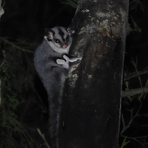 Sugar glider on a tree trunk at night