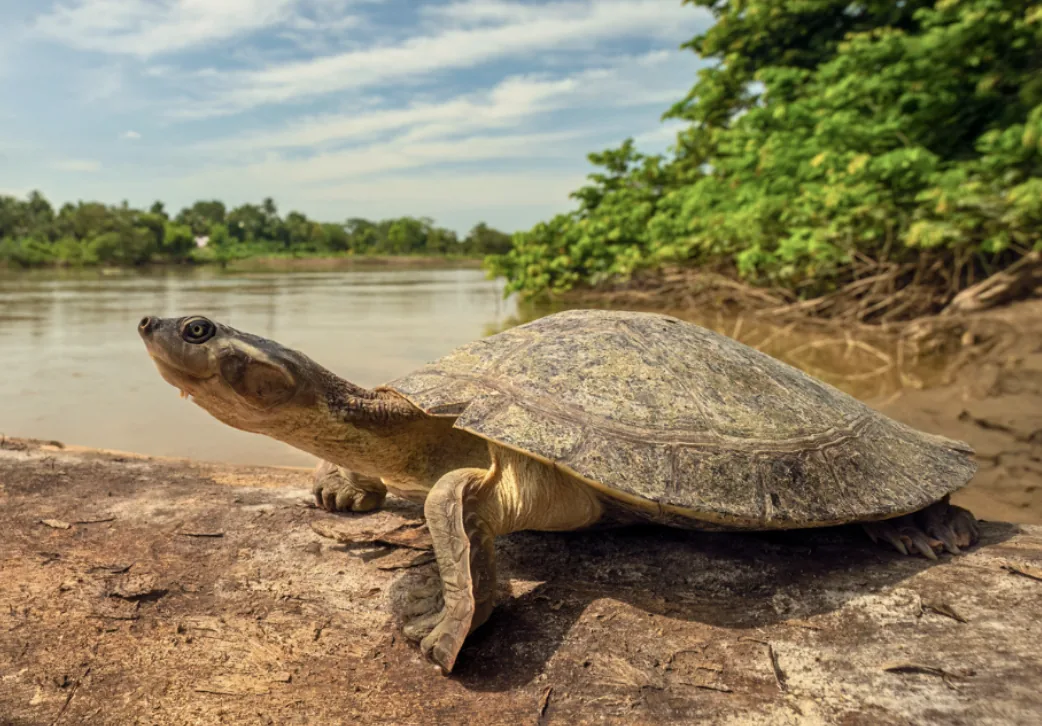 A wild freshwater turtle basking on a sunny riverbank